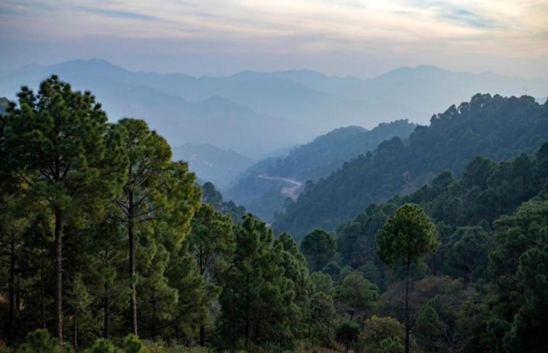 Mountain Mist Inn I Serviced Apt I Open Air Lawn & Rooftop I Bonfire I By Exotic Stays Kasauli Exterior photo